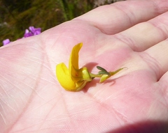 Cyclopia genistoides