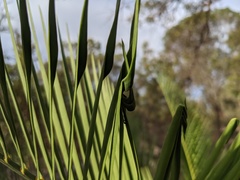 Macrozamia fraseri