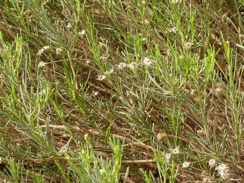 Pulicaria glutinosa, photograph 3