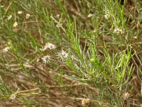 Pulicaria glutinosa, photograph 4