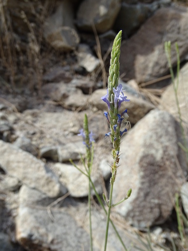 Image of Lavandula subnuda by (c) Jacky Judas, some rights reserved (CC BY)