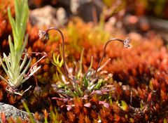 Teesdalia coronopifolia