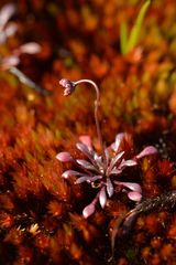 Teesdalia coronopifolia