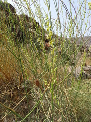 Ochradenus aucheri