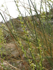 Ochradenus aucheri