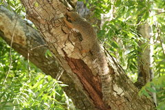 Heliosciurus undulatus