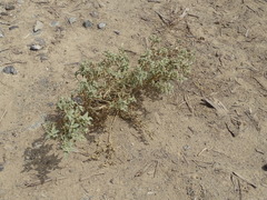 Chrozophora oblongifolia