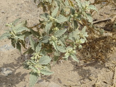 Chrozophora oblongifolia