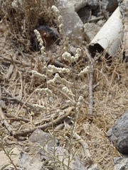 Aerva javanica