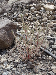 Forsskaolea tenacissima