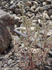 Forsskaolea tenacissima