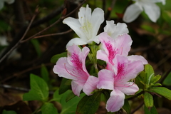 Rhododendron × pulchrum