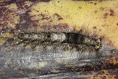 Euglyphis submarginalis