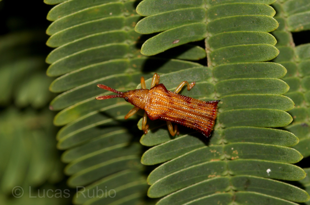 Octhispa