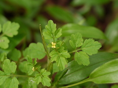 Cardamine trichocarpa
