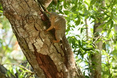 Heliosciurus undulatus