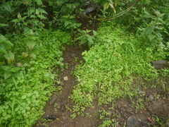 Cardamine trichocarpa