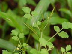 Cardamine trichocarpa