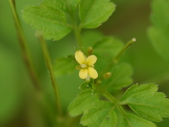 Cardamine trichocarpa