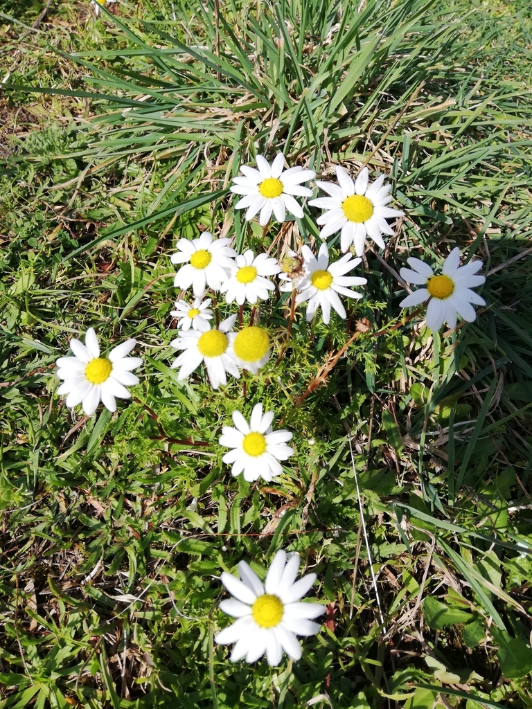 Matricaire camomille