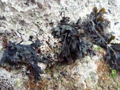 Fucus virsoides