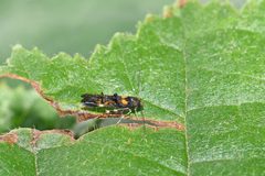 Mompha raschkiella