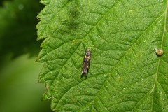 Mompha raschkiella