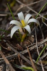 Romulea columnae rollii