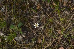 Romulea columnae rollii