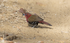 Hypargos niveoguttatus