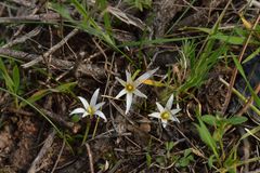 Romulea columnae rollii