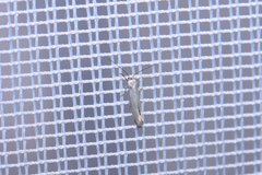 Ocnerostoma friesei