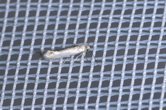 Ocnerostoma friesei