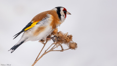 Carduelis carduelis