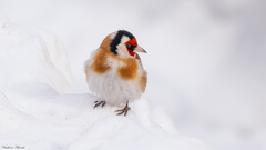 Carduelis carduelis