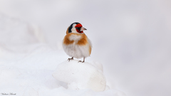 Carduelis carduelis
