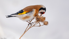 Carduelis carduelis