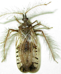 Holoptilus nebulosus