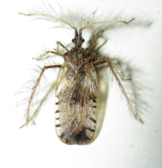 Holoptilus nebulosus