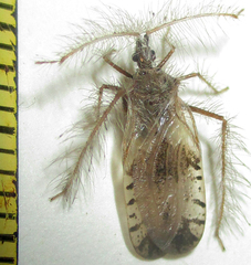 Holoptilus nebulosus