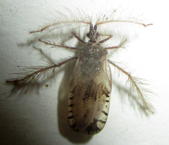 Holoptilus nebulosus