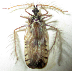Holoptilus nebulosus