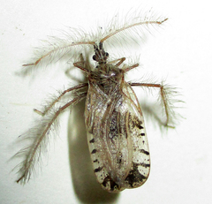 Holoptilus nebulosus