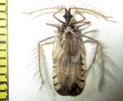 Holoptilus nebulosus