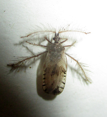Holoptilus nebulosus