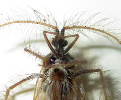 Holoptilus nebulosus