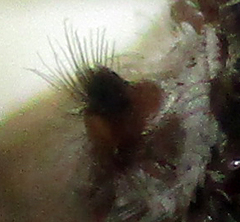 Holoptilus nebulosus
