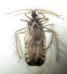 Holoptilus nebulosus