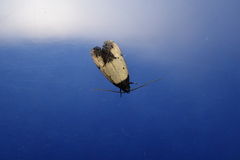 Tyrolimnas anthraconesa