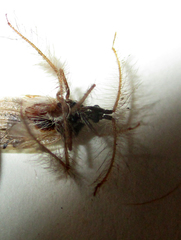 Holoptilus nebulosus
